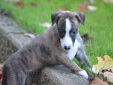 Des chiots Whippets LOF disponibles à la vente