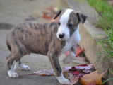 Des chiots Whippets LOF disponibles à la vente