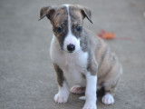 Des chiots Whippets LOF disponibles à la vente
