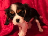 Disponibles à la réservation 2 chiots femelles Cavaliers King Charles LOF