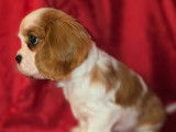 Disponibles à la réservation 2 chiots femelles Cavaliers King Charles LOF