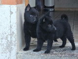 Chiots Schipperke à vendre