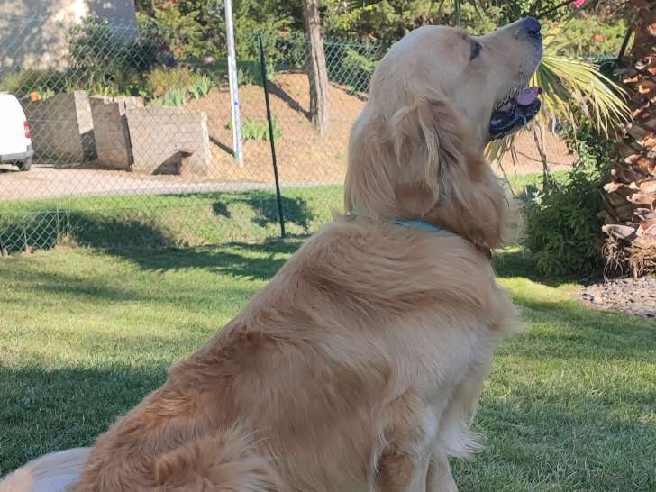 Mâle Golden Retriever disponible pour saillie