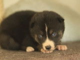 À acheter un chiot mâle Pomsky LOF