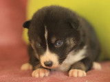 À acheter un chiot mâle Pomsky LOF