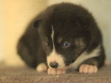 À acheter un chiot mâle Pomsky LOF