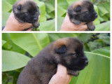 À réserver 7 chiots Eurasiers LOF