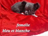 4 chiots Chihuahuas à poil long bicolore LOF à acheter