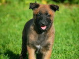 12 chiots Bergers Belges Malinois LOF disponibles à la vente