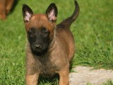 12 chiots Bergers Belges Malinois LOF disponibles à la vente