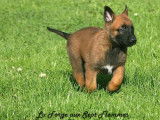12 chiots Bergers Belges Malinois LOF disponibles à la vente