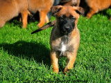 12 chiots Bergers Belges Malinois LOF disponibles à la vente
