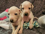 Disponibles à la réservation 5 chiots mâles Petits Lévriers Italiens LOF