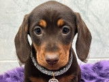Chiot femelle Teckel Nain LOF bicolore disponible à la réservation