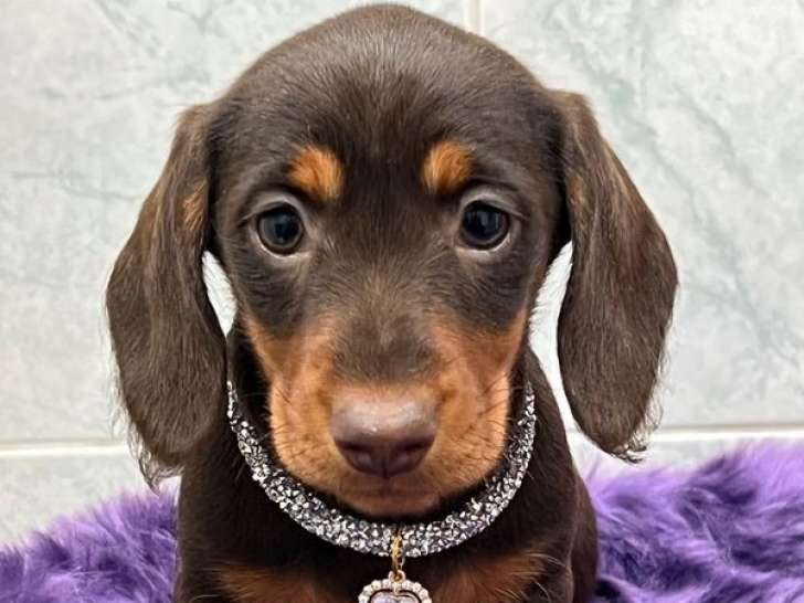 Chiot femelle Teckel Nain LOF bicolore disponible à la réservation