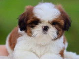 2 chiots Shih Tzu LOF bicolores disponibles à la réservation