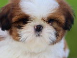 2 chiots Shih Tzu LOF bicolores disponibles à la réservation