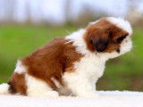 2 chiots Shih Tzu LOF bicolores disponibles à la réservation