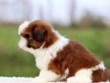 2 chiots Shih Tzu LOF bicolores disponibles à la réservation