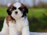2 chiots Shih Tzu LOF bicolores disponibles à la réservation