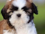 2 chiots Shih Tzu LOF bicolores disponibles à la réservation