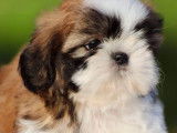 2 chiots Shih Tzu LOF bicolores disponibles à la réservation