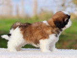 2 chiots Shih Tzu LOF bicolores disponibles à la réservation