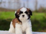 2 chiots Shih Tzu LOF bicolores disponibles à la réservation