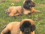 3 chiots femelles Leonbergs LOF à vendre