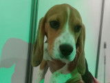 Chiot femelle Beagle LOF disponible à la vente