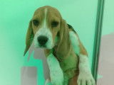 Chiot femelle Beagle LOF disponible à la vente