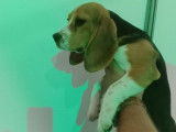Chiot femelle Beagle LOF disponible à la vente