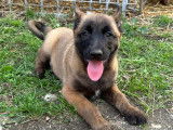 Chiots Berger Belge Malinois avec pedigree &agrave; vendre