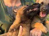 Chiots Berger Belge Malinois avec pedigree &agrave; vendre