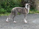 Des chiots Whippets LOF disponibles à la vente