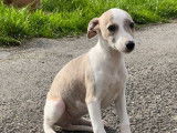 Des chiots Whippets LOF disponibles à la vente