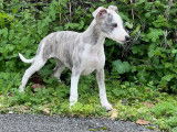 Des chiots Whippets LOF disponibles à la vente