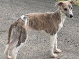 Des chiots Whippets LOF disponibles à la vente