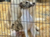 Des chiots Whippets LOF disponibles à la vente