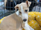 Des chiots Whippets LOF disponibles à la vente