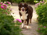 Chienne Berger Américain Miniature LOF tricolore de 2 et demi à vendre
