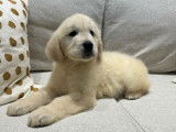 Un chiot Golden Retriever mâle LOF à réserver