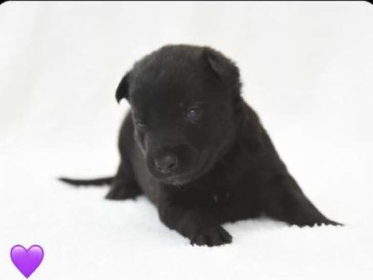 8 chiots Bergers Belges Malinois LOF à réserver