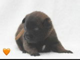 8 chiots Bergers Belges Malinois LOF à réserver