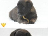 8 chiots Bergers Belges Malinois LOF à réserver