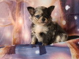 À réserver : chiot Chihuahua mâle non LOF