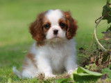 Chiots Cavalier King Charles LOF disponibles à la vente