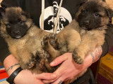 9 chiots Bergers Belges Tervueren LOF à réserver