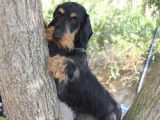 Chien Teckel Standard poil dur pour saillie