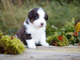 14 chiots Bergers Américaines Miniatures LOF à vendre